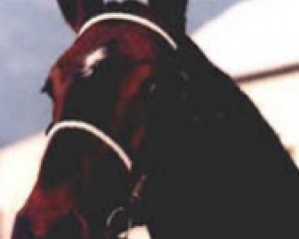 stallion Rocky de Baussy (Selle Français, 1983, from Jalisco B)