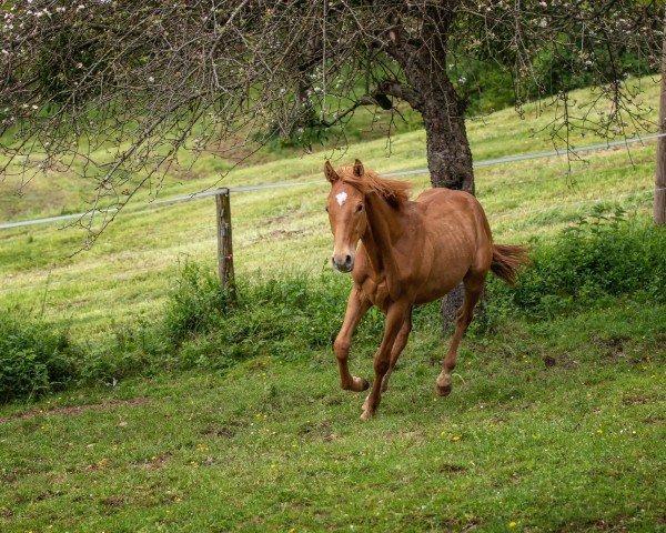 horse Dragon's Gunfire (Quarter Horse, 2022, from Gunners Smokin Oak)