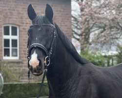 dressage horse Delano T (Hanoverian, 2021, from Destacado FRH)