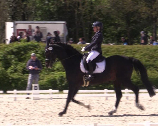 Reitturnier Pietzpuhl 2024