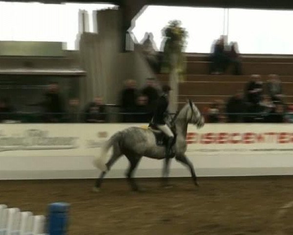 Hallenspringturnier Borken 2012