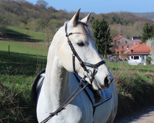 dressage horse Leon (Thuringia, 2002)