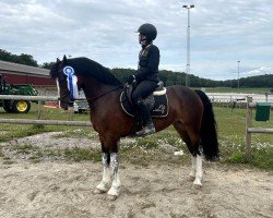 horse Penlangrug Royal Duchess (Welsh-Cob (Sek. D), 2011, from Thorneyside The Guvnor)