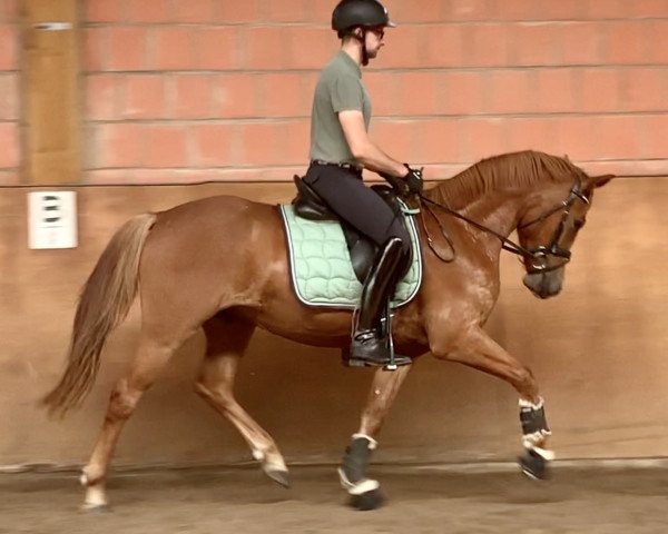 dressage horse Nadeli E (Westphalian, 2018, from Fs Numero Uno)