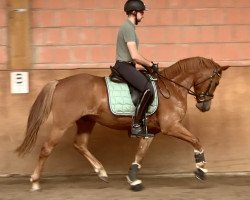 dressage horse Nadeli E (Westphalian, 2018, from Fs Numero Uno)