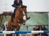 jumper Sterling 43 (Oldenburg show jumper, 2017, from Stakkato Gold)