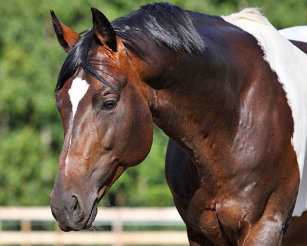 Deckhengst Grande Couleur (Trakehner, 2003, von Indian Boy)