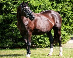 broodmare Capriati vom Klosterhof (Trakehner, 1996, from Hohenstein I)