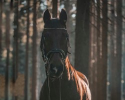 dressage horse Rolex Mw (Austrian Warmblood, 2008, from Rothenburg J)