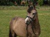 dressage horse Sandfield's Cassice (Welsh mountain pony (SEK.A), 2011, from Arvalon Cream Star)