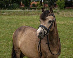 dressage horse Sandfield's Cassice (Welsh mountain pony (SEK.A), 2011, from Arvalon Cream Star)