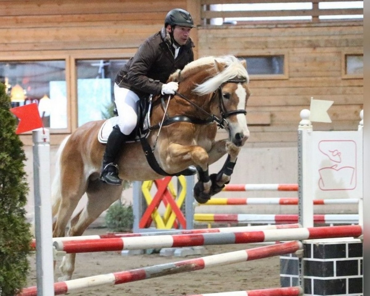 stallion Andrey 3 (Haflinger, 2009, from Antinor)