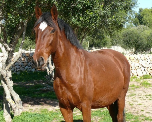 Zuchtstute X-Garça Dos Cedros (Lusitano, 2003, von Nordeste)