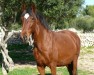 broodmare X-Garça Dos Cedros (Lusitano, 2003, from Nordeste)