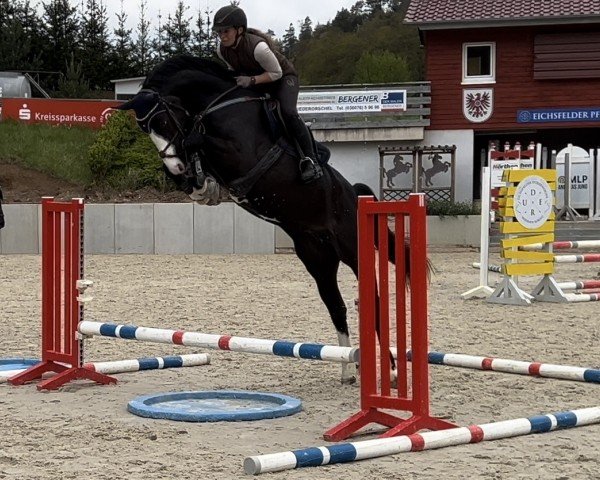 broodmare Golden Day 3 (Oldenburg show jumper, 2019, from Diaron OLD)
