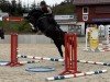 broodmare Golden Day 3 (Oldenburg show jumper, 2019, from Diaron OLD)