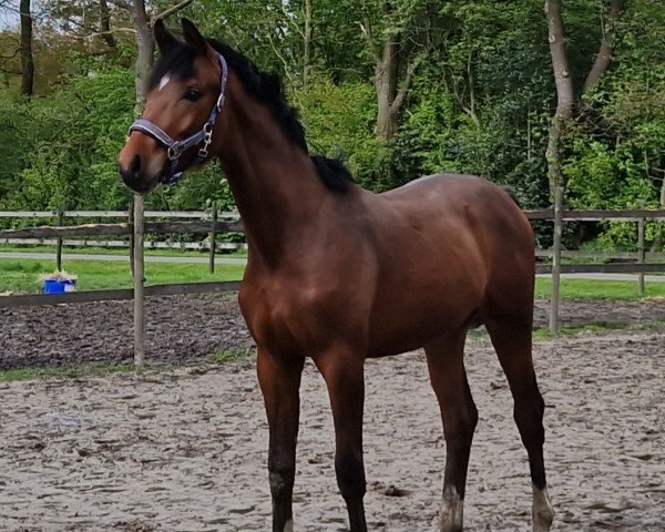 dressage horse Fersace (Hanoverian, 2023, from For Romance I)