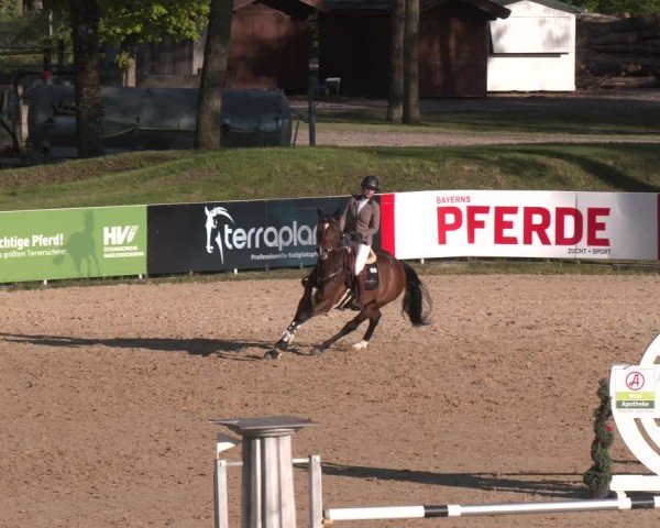 FEI Springturnier Stadl Paura 2024