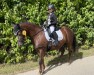 broodmare Horsemosens Lady Godiva (New Forest Pony, 2015, from Sophienhofs Mackay)