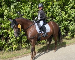 broodmare Horsemosens Lady Godiva (New Forest Pony, 2015, from Sophienhofs Mackay)