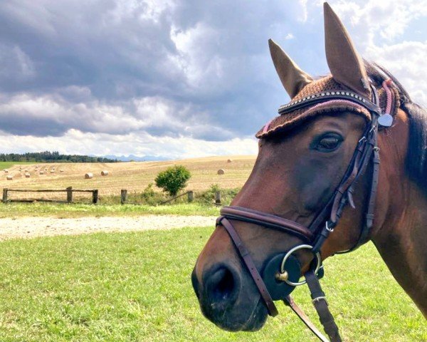 jumper Ahrenshoop (German Riding Pony, 2007, from Gerlof)