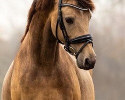 Zuchtstute Vogelenzang's Carlijn (Nederlands Welsh Ridepony, 2008, von Orchard Red Prince)