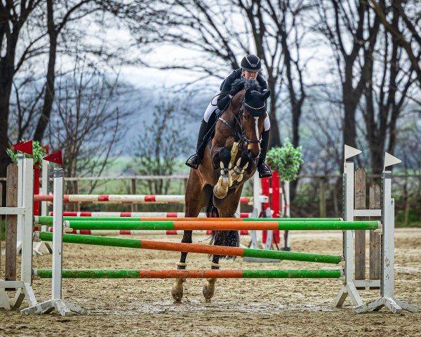 jumper Arcoon G (German Sport Horse, 2015, from Arko Junior)