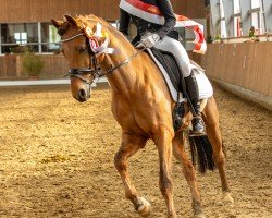 dressage horse Dr.dolittle 6 (German Riding Pony, 2007, from Dior)