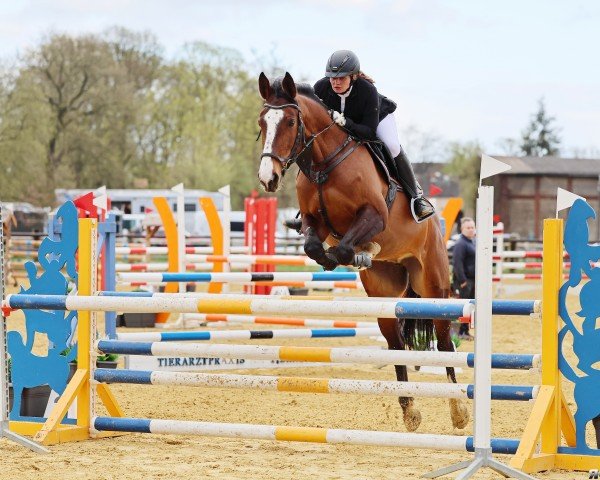 jumper Holly 232 (Holsteiner, 2015, from Chin Champ)