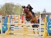 jumper Holly 232 (Holsteiner, 2015, from Chin Champ)