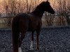 dressage horse Heiligenbergs Tiger-Lilly (German Riding Pony, 2013, from Dreidimensional AT NRW)