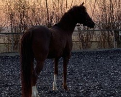 Dressurpferd Heiligenbergs Tiger-Lilly (Deutsches Reitpony, 2013, von Dreidimensional AT NRW)