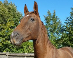 Pferd Bluette (Deutsches Reitpferd, 1997, von Burlaj Bej AA)