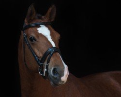 dressage horse Riana 63 (Freiberger, 2009, from Neckar)