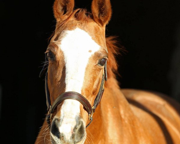 Zuchtstute Laurora CH (Schweizer Warmblut, 1998, von Dubeaux Deloupe)