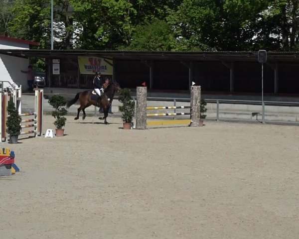 Reitturnier Ingolstadt-Hagau/Obb. 2024