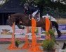 jumper Davina D (anglo european sporthorse, 2017, from Agrigento 4)