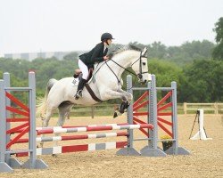 jumper Cartouche V Overis Z (Zangersheide riding horse, 2009, from Chellano Z)