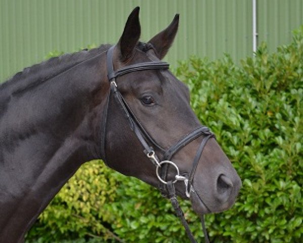 dressage horse Idol (Trakehner, 2007, from Ovaro)