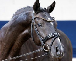 broodmare La Fenja (German Riding Pony, 2019, from Dating AT NRW)