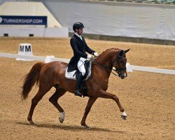 dressage horse Divertido 4 (Hanoverian, 2015, from Dimaggio)