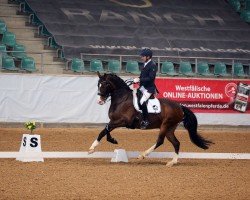 dressage horse Ray Charles 10 (Rhinelander, 2014, from Rohjuwel OLD)