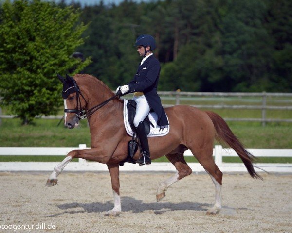 dressage horse Dwayn (Hanoverian, 2012, from Diamond Hit)