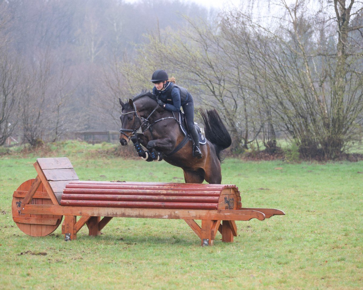jumper Koralie 8 (Holsteiner, 2017, from Quiran)
