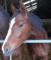 dressage horse Danesta SK (Westphalian, 2022, from Danestos)