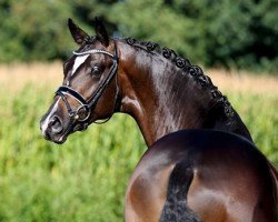 stallion In Step (Trakehner, 2014, from Schwarzgold)