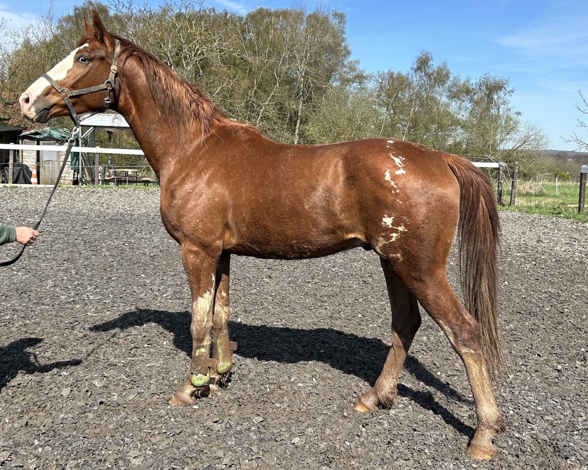 dressage horse Fidalgo (Rhinelander, 2021, from First Deal)