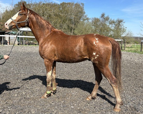 dressage horse Fidalgo (Rhinelander, 2021, from First Deal)