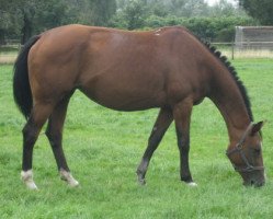 broodmare Celsa van de Dreef (Belgian Warmblood, 2002, from Utrillo van de Heffinck)