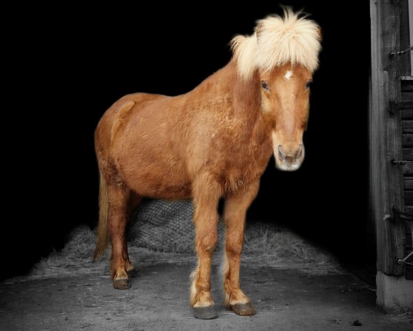 horse Dynur von Sonnenhof (Iceland Horse, 2008, from Gimsteinn fra Kra)